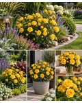 Spray Rose Sun City використання